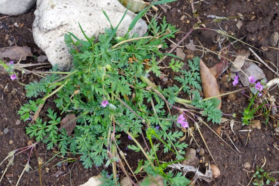 Erodium da identificare